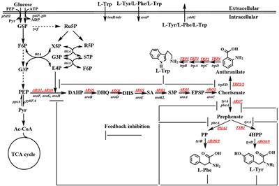 Recent Advances in Metabolically Engineered Microorganisms for the Production of Aromatic Chemicals Derived From Aromatic Amino Acids